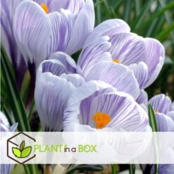 Plant In A Box - Crocus Pickwick - Bloembollen X30 - Krokus -Goedkope Planten winkel 2736cf8cc7064c5383c6352c5ed5b496