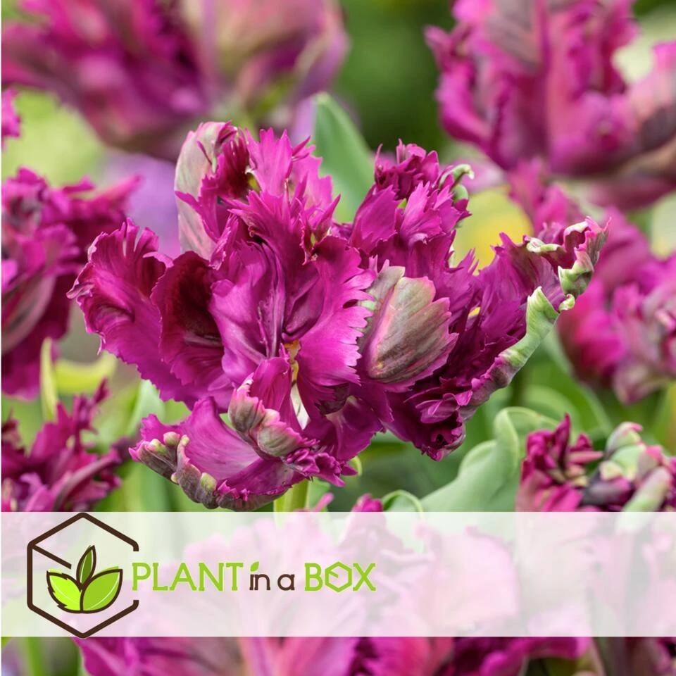 Tulipa Parrot Negrita - Bloembollen X20 - Tulp - Donkerpaars 2 Tulipa Parrot Negrita - Bloembollen X20 - Tulp - Donkerpaars - Afbeelding 2