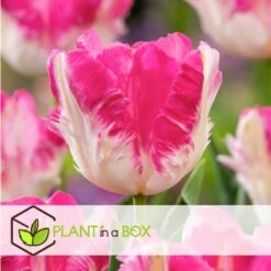 Tulipa Cabanna - X10 - Tulpenbollen - Roze / Wit -Goedkope Planten winkel 2b8a8a5b8c2e4b41900a456ee2523390