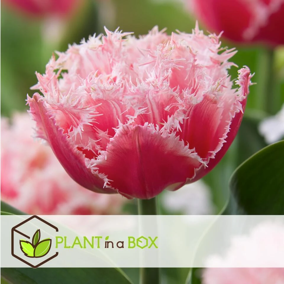 Tulipa Queensland - Bloem Bollen X15 - Tulp - Roze Wit 2 Tulipa Queensland - Bloem Bollen X15 - Tulp - Roze Wit - Afbeelding 2