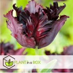 Tulipa Black Parrot - Bloembollen X14 - Parkiettulp - Paars -Goedkope Planten winkel 2d324e53a7a54986a68c42181dc81784
