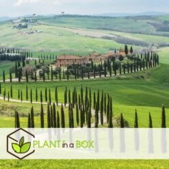 Cupressus Sempervirens - Toscaanse Cipres - Pot 19cm - Hoogte 70-80cm -Goedkope Planten winkel 31661b92f7e644719eee49f13d8ec931