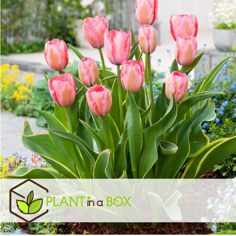 Plant In A Box - Tulipa Design Impression - Bloem Bollen X40 - Tulp - Roze 4 Plant In A Box - Tulipa Design Impression - Bloem Bollen X40 - Tulp - Roze - Afbeelding 4