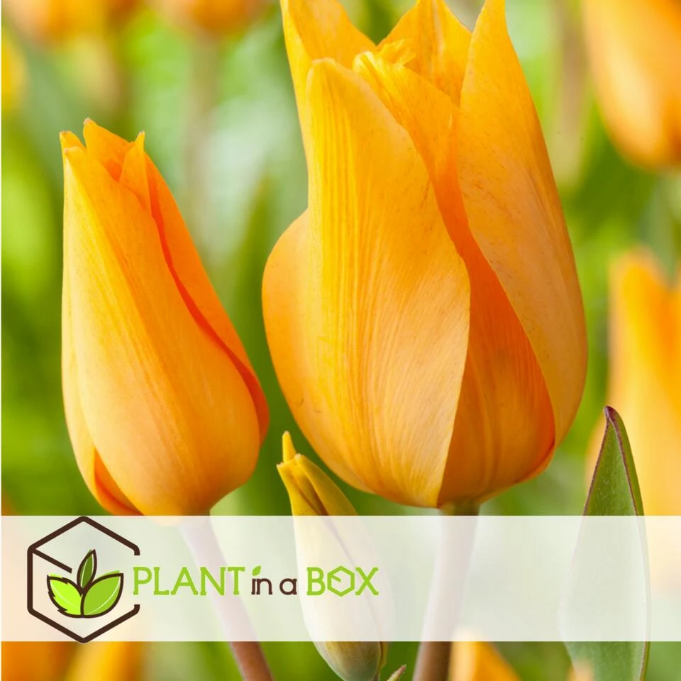 Tulipa Praestans Shogun - Bloembollen X40 - Tulp - Oranje 4 Tulipa Praestans Shogun - Bloembollen X40 - Tulp - Oranje - Afbeelding 4