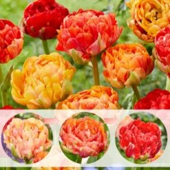 Tulipa Gudoshnik Double - Bloembollen X30 - Tulpen - Oranje -Goedkope Planten winkel 40ae2622216443b1a6cbcc433ce38745