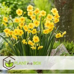 Narcissus Golden Dawn X80 - Narcisbollen - Meerjarige Winterharde Bloembollen 5 Narcissus Golden Dawn X80 - Narcisbollen - Meerjarige Winterharde Bloembollen -Goedkope Planten winkel 42620fb98e4c478a970d96e4c4e975e2
