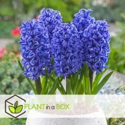 Hyacinthus Blue Trophy - 25x Winterharde Bloembollen Hyacinten - Vroegbloeiend -Goedkope Planten winkel 43772f31e078491ea548e9f72b6de6fa