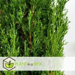 Cupressus Sempervirens - Set Van 2 - Cipres - Pot 19cm - Hoogte 70-80cm -Goedkope Planten winkel 44f3af0a816a4a03b31cc13f02218a05