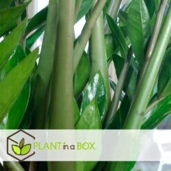 Zamioculcas Emerald - ZZ Plant - Pot 21cm - Hoogte 70-80cm -Goedkope Planten winkel 452dd8050c524fc68b2bb1926f085857