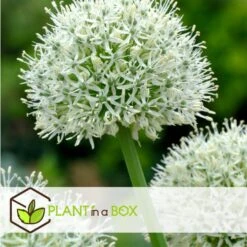 Allium Mount Everest - Bloembollen X3 - Allium - Wit 6 Allium Mount Everest - Bloembollen X3 - Allium - Wit -Goedkope Planten winkel 46b87dbb7f384d5fa46da6231a52095b