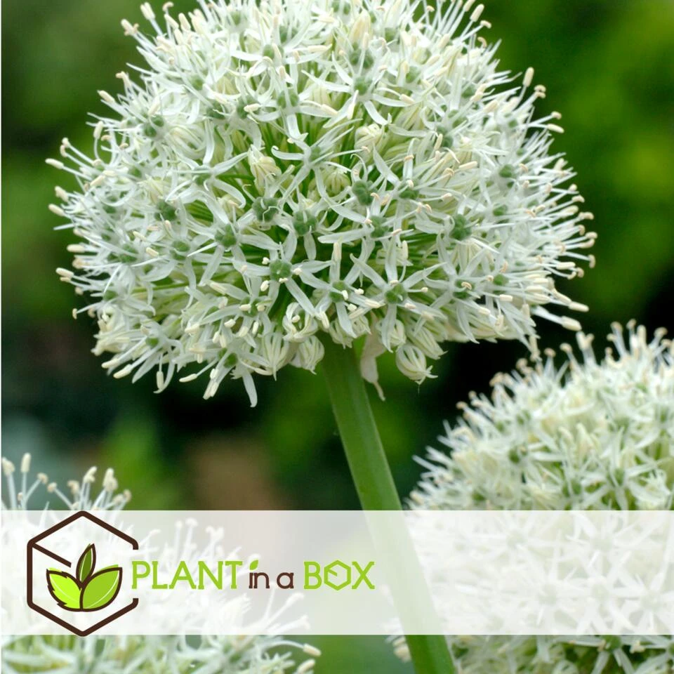 Allium Mount Everest - Bloembollen X3 - Allium - Wit 3 Allium Mount Everest - Bloembollen X3 - Allium - Wit - Afbeelding 3
