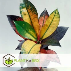 Codiaeum Variegatum 'Mrs. Iceton' - Uniek - Pot 19cm - Hoogte 60-70cm -Goedkope Planten winkel 491df2dd80394680a0b8e071e14122a1