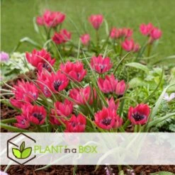 Tulipa Little Beauty - Bloembollen X40 - Rode Tulpen Meerjarig -Goedkope Planten winkel 4a26866228c34568823614dc592b9c1c