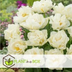 Tulipa Northcap - Bloem Bollen X14 - Tulp - Wit -Goedkope Planten winkel 514248a8c6ba44f58690b50ecb767a12