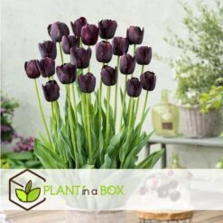 Tulipa Queen Of The Night X40 - Zwarte Tulp - Bloembollen - Winterhard 6 Tulipa Queen Of The Night X40 - Zwarte Tulp - Bloembollen - Winterhard -Goedkope Planten winkel 54ea09ca44084964b0d786f34d807183