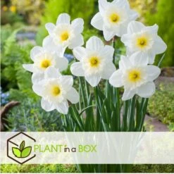 Narcissus Mount Hood X15 - Narcisbollen - Winterharde Bloembollen -Goedkope Planten winkel 569a228a838849e29462bb0886b311db