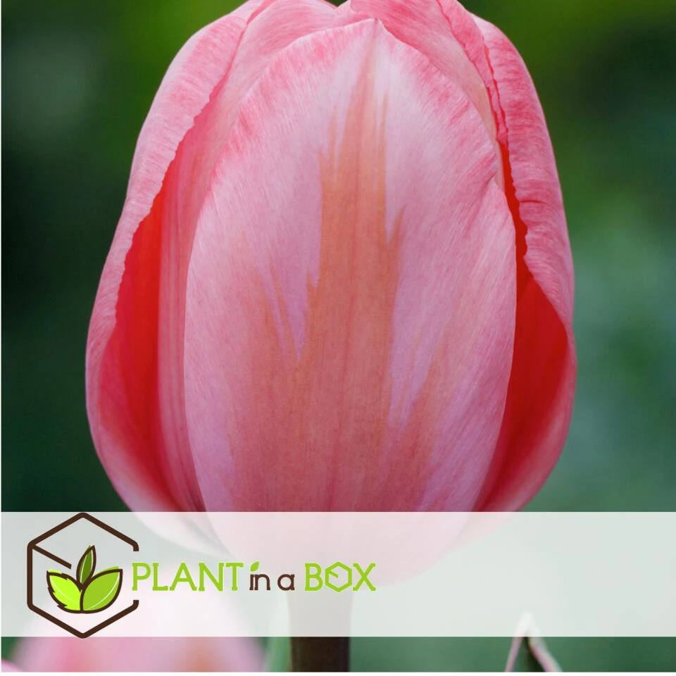 Plant In A Box - Tulipa Design Impression - Bloem Bollen X40 - Tulp - Roze 2 Plant In A Box - Tulipa Design Impression - Bloem Bollen X40 - Tulp - Roze - Afbeelding 2