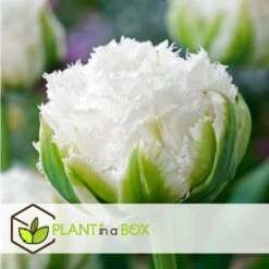 Tulipa Snow Crystal - Bloembollen X15 - Tulp - Wit -Goedkope Planten winkel 59f83c0fd78040f990961619e429e787