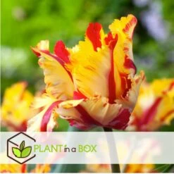 Tulipa Flaming Parrot - Bloembollen X15 - Tulp - Parkiettulp -Goedkope Planten winkel 5fcbb0bf8d8c4aa9b5eb5197c35ca937