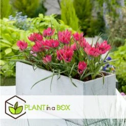 Tulipa Little Beauty - Bloembollen X40 - Rode Tulpen Meerjarig -Goedkope Planten winkel 615d2466698a4af496655793e52ceb21