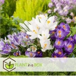 Crocus White - Bloembollen X30 - Krokus - Wit - Vroege Bloeier -Goedkope Planten winkel 6539b215afd14d00a12adf6adf6b8e50