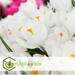 Crocus White - Bloembollen X30 - Krokus - Wit - Vroege Bloeier -Goedkope Planten winkel 67ddc957d25e46558dfa089ee17ef262