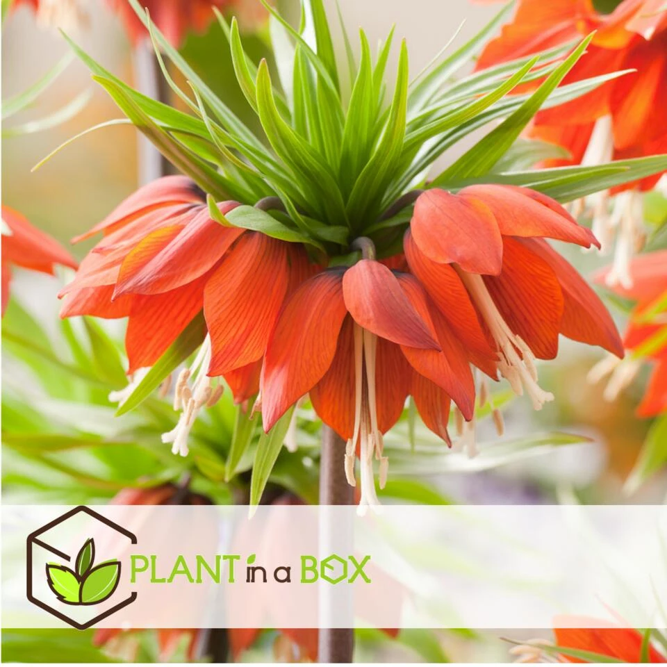 Plant In A Box - Fritillaria Rubra - Bloembollen X3 - Rode Kievietsbloem 3 Plant In A Box - Fritillaria Rubra - Bloembollen X3 - Rode Kievietsbloem - Afbeelding 3