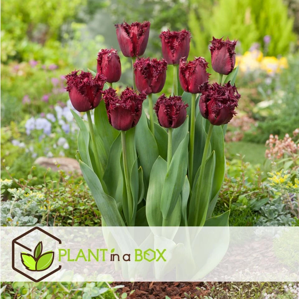 Tulipa Labrador - Bloembollen X10 - Tulp - Donkerpaars 2 Tulipa Labrador - Bloembollen X10 - Tulp - Donkerpaars - Afbeelding 2