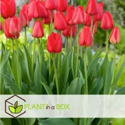 Tulipa Red Impression - Bloembollen X40 - Tulpen - Rood -Goedkope Planten winkel 710194cca8b7413da5a6ead98432792a