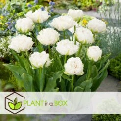 Tulipa Snow Crystal - Bloembollen X15 - Tulp - Wit -Goedkope Planten winkel 783ace2aded94eb7a965c22958f4f270