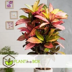 Codiaeum Variegatum 'Mrs. Iceton' - Uniek - Pot 19cm - Hoogte 60-70cm -Goedkope Planten winkel 80f62880a7f349188d923ef5d3e3dc13