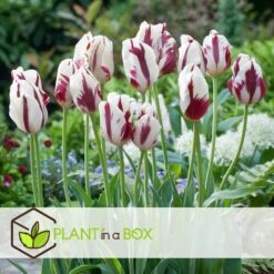 Plant In A Box - Tulipa Flaming Beauty Mix - Tulpenbollen X60 - Bloembollen -Goedkope Planten winkel 85b5e6bdd3814491aa215e79acb537d2