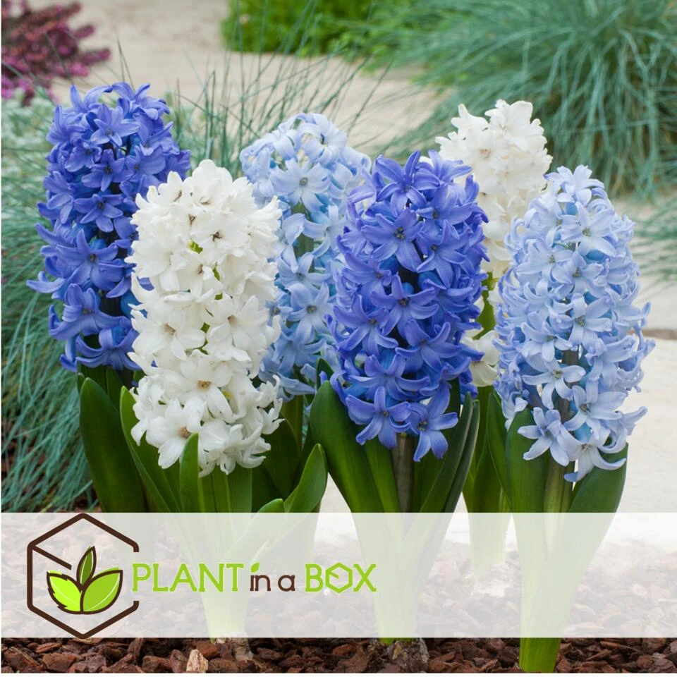 Hyacinthus Blue Water Mix X10 - Hyacint - Winterharde Bloembollen 3 Hyacinthus Blue Water Mix X10 - Hyacint - Winterharde Bloembollen - Afbeelding 3