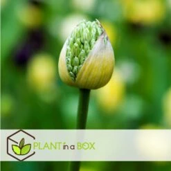 Allium Mount Everest - Bloembollen X3 - Allium - Wit 7 Allium Mount Everest - Bloembollen X3 - Allium - Wit -Goedkope Planten winkel 8eb03c577a154fa0bf1d9356be99aad0