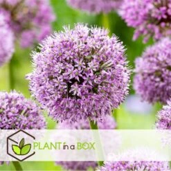 Allium Gladiator - 16x Sierui Bloembollen - Reuzenbloeiende Sierui -Goedkope Planten winkel 956661c2779b43e68dfd48a45972b1e8