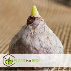 Hyacinthus Blue Water Mix X10 - Hyacint - Winterharde Bloembollen 5 Hyacinthus Blue Water Mix X10 - Hyacint - Winterharde Bloembollen -Goedkope Planten winkel 96c0ff289e334c35a996f6a3c0e2b20b