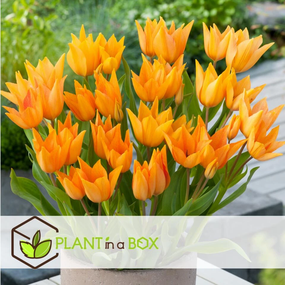 Tulipa Praestans Shogun - Bloembollen X40 - Tulp - Oranje 2 Tulipa Praestans Shogun - Bloembollen X40 - Tulp - Oranje - Afbeelding 2