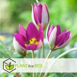 Tulipa Pulchella Persian Pearl - Bloembollen X20 - Tulp - Paars 7 Tulipa Pulchella Persian Pearl - Bloembollen X20 - Tulp - Paars -Goedkope Planten winkel 9fc58ef89de54a1a8dbbd866e1eeaa18