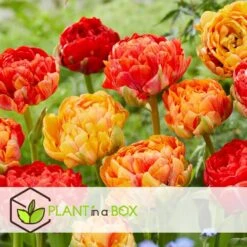 Tulipa Gudoshnik Double - Bloembollen X30 - Tulpen - Oranje -Goedkope Planten winkel a23b7d733c7844e18040c2d6c91336f0