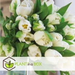 Tulipa Northcap - Bloem Bollen X14 - Tulp - Wit -Goedkope Planten winkel a2f121c30a7044638ac6d2afb12ce6aa