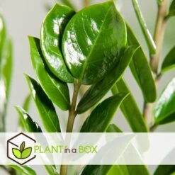 Zamioculcas Emerald - ZZ Plant - Pot 21cm - Hoogte 70-80cm -Goedkope Planten winkel a2facd3b181449b0a864db15f402d2a8