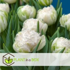 Tulipa Snow Crystal - Bloembollen X20 - Tulp - Wit -Goedkope Planten winkel a5bd708c62d8489aa08493d3cc5cb11d