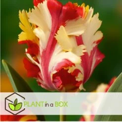 Tulipa Flaming Parrot - Bloembollen X15 - Tulp - Parkiettulp -Goedkope Planten winkel a5d28088443a457aa6d8a47563dd73c2