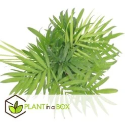 Mexicaanse Dwergpalm - Compact Groeiende Groene Palm - Pot 20cm - Hoogte 80-90cm 5 Mexicaanse Dwergpalm - Compact Groeiende Groene Palm - Pot 20cm - Hoogte 80-90cm -Goedkope Planten winkel a66f90185390411fb43d7ec562cae422