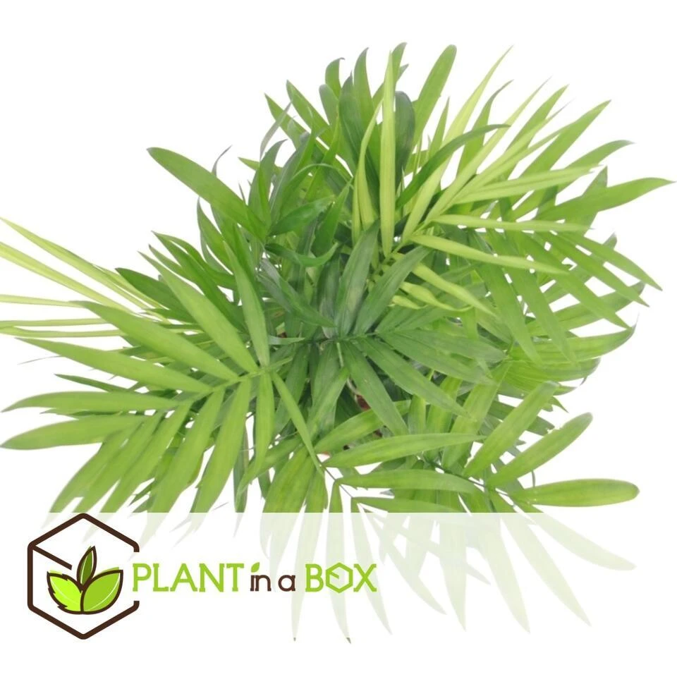 Mexicaanse Dwergpalm - Compact Groeiende Groene Palm - Pot 20cm - Hoogte 80-90cm 2 Mexicaanse Dwergpalm - Compact Groeiende Groene Palm - Pot 20cm - Hoogte 80-90cm - Afbeelding 2