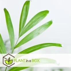 Mexicaanse Dwergpalm - Compact Groeiende Groene Palm - Pot 20cm - Hoogte 80-90cm 6 Mexicaanse Dwergpalm - Compact Groeiende Groene Palm - Pot 20cm - Hoogte 80-90cm -Goedkope Planten winkel a97d957c28ff42af9b86cb3d7b0463e1