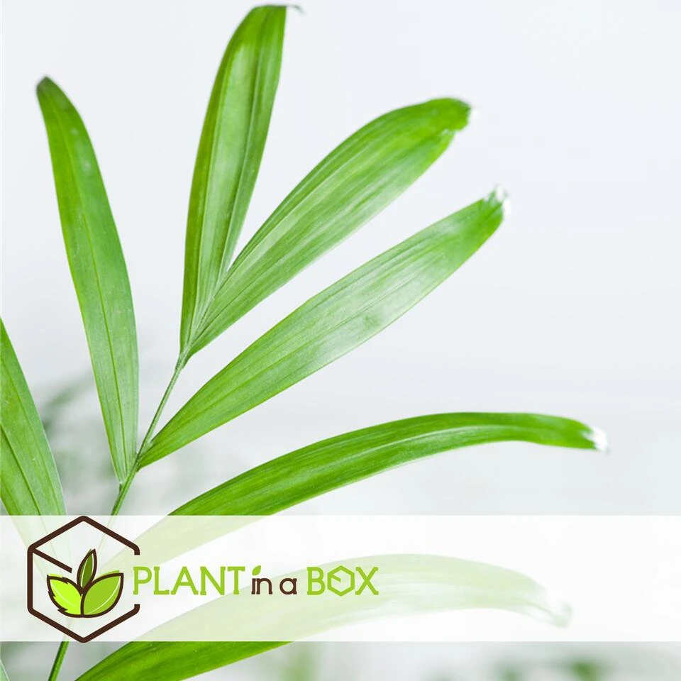 Mexicaanse Dwergpalm - Compact Groeiende Groene Palm - Pot 20cm - Hoogte 80-90cm 3 Mexicaanse Dwergpalm - Compact Groeiende Groene Palm - Pot 20cm - Hoogte 80-90cm - Afbeelding 3