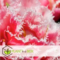 Tulipa Queensland - Bloem Bollen X15 - Tulp - Roze Wit 7 Tulipa Queensland - Bloem Bollen X15 - Tulp - Roze Wit -Goedkope Planten winkel a982b9e7c7be47e3a47c6d50ac098263