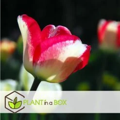 Tulipa Mata Hari - Bloembollen X30 - Tulp - Roze, Wit 7 Tulipa Mata Hari - Bloembollen X30 - Tulp - Roze, Wit -Goedkope Planten winkel adcba7dc9a32437b83466c456d33db6d