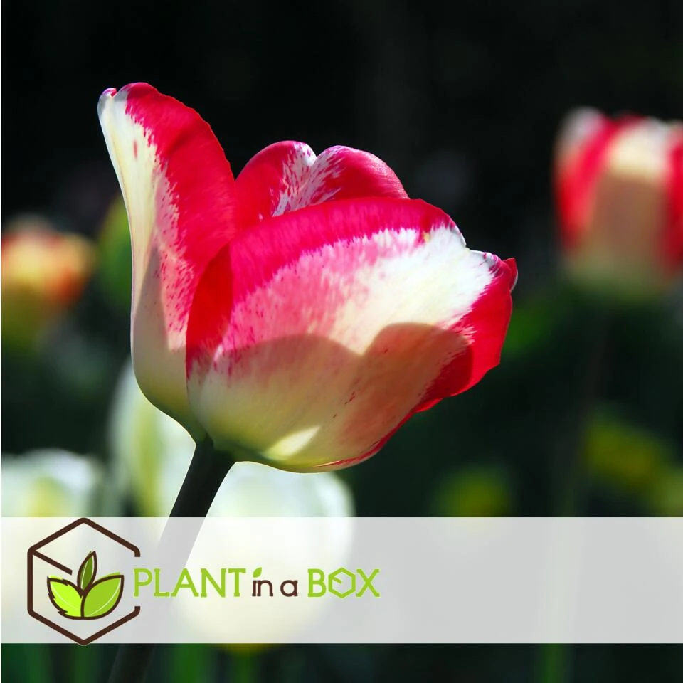 Tulipa Mata Hari - Bloembollen X30 - Tulp - Roze, Wit 4 Tulipa Mata Hari - Bloembollen X30 - Tulp - Roze, Wit - Afbeelding 4